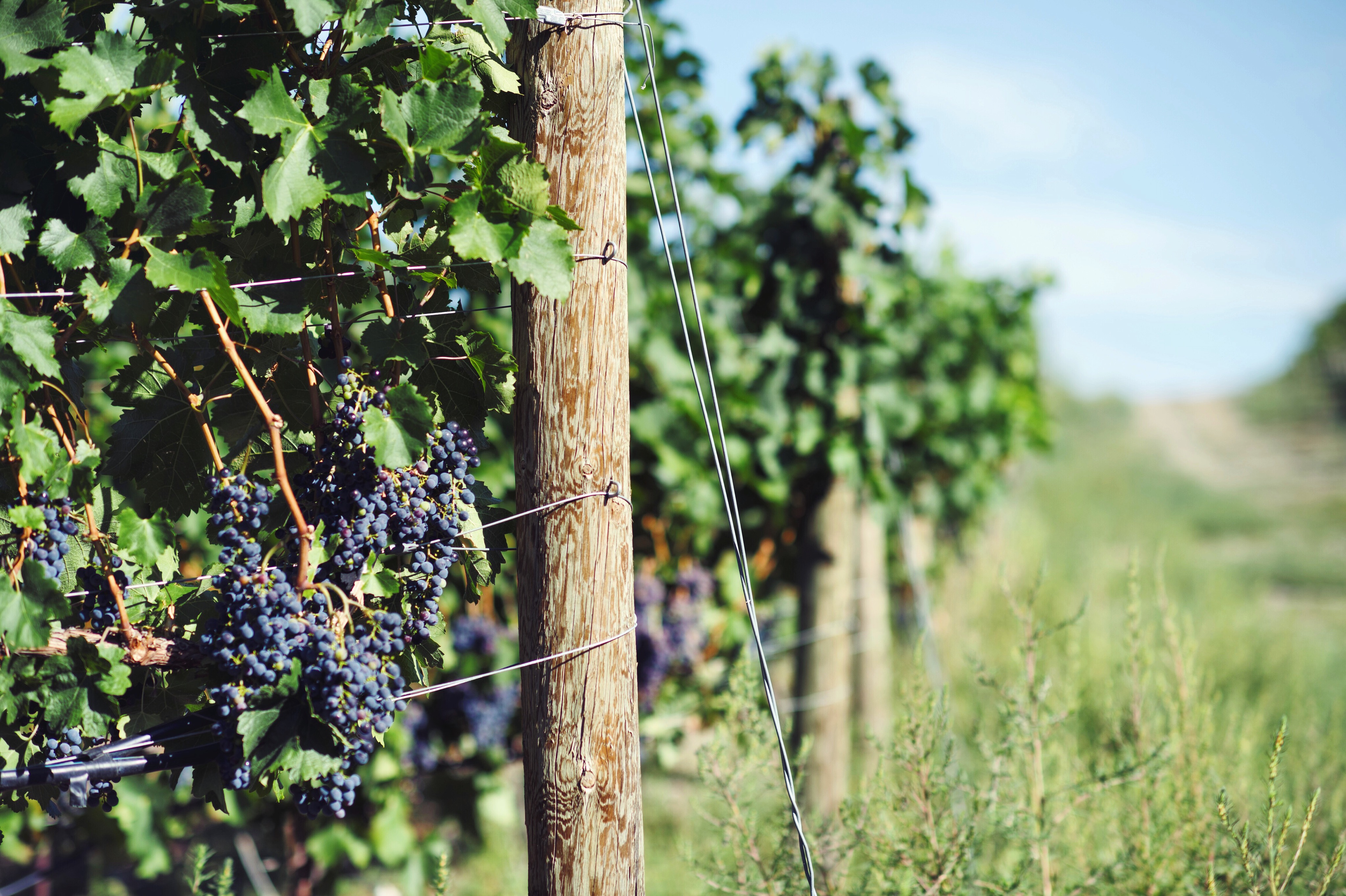 What is a Syrah?